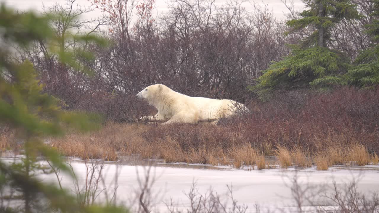 un oso polar descansando espera que el invierno se congele entre los arbustos y árboles subárticos de churchill, manitoba.