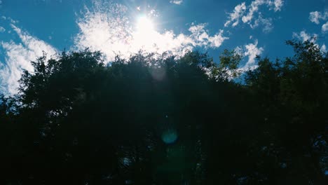 Shot-of-trees-and-the-sky-above