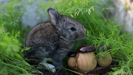 cute little rabbits on green grass, white little rabbit