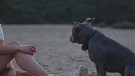 american staffordshire terrier sentado con su dueño en hermosas dunas de arena al atardecer