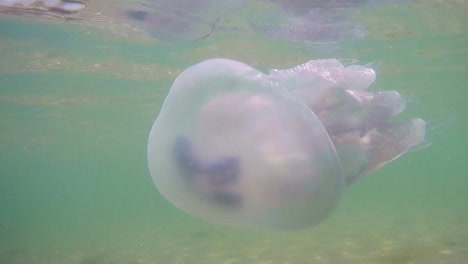 medusas nadando bajo el agua. fotografía de cerca