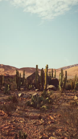 paisaje árido con altos cactus