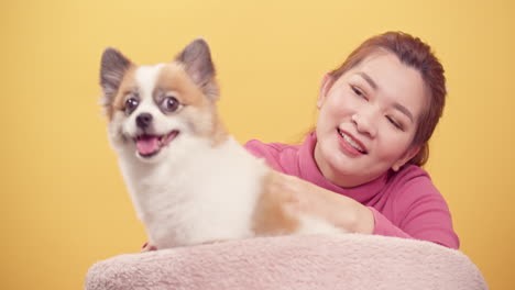 밝은 노란색 배경-1에서 휴식을 위해 치와와 믹스 포메라니안 개와 함께 노는 아시아의 화려한 젊은 여성