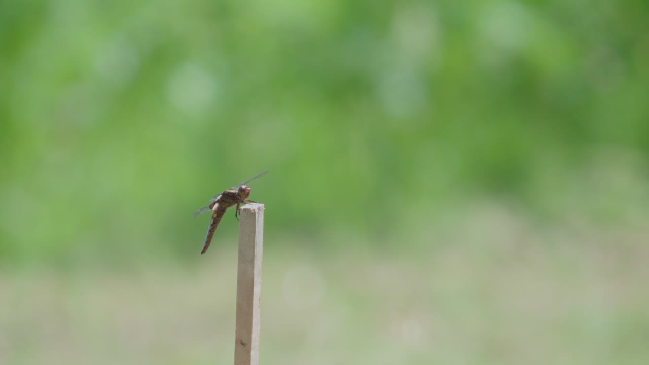 木の柱に止まって休んでいる茶色のトンボのクローズアップ写真。昆虫は柔らかく、焦点がぼけた自然の緑の背景に対して静止しています。