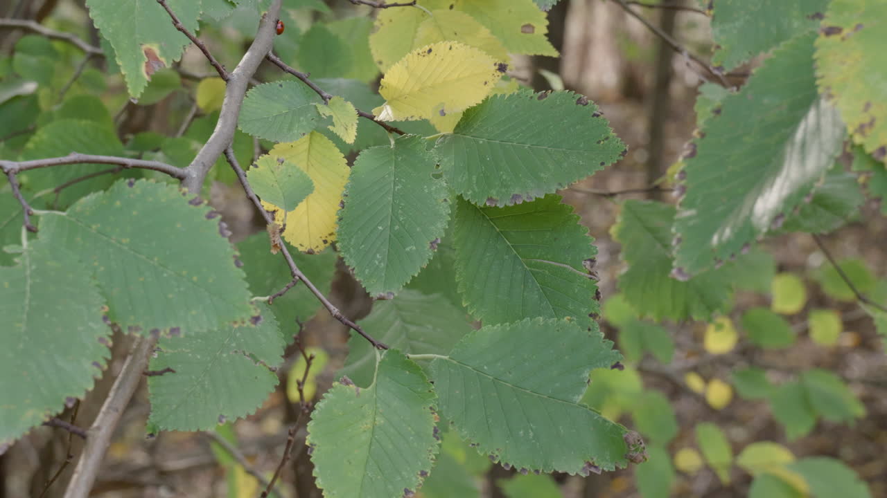 hojas de otoño en tiempo de viento