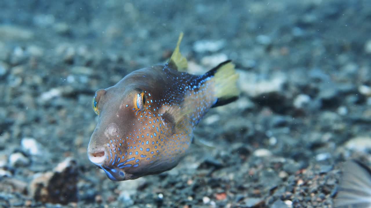 Pesce palla Canthigaster capistrata che si gira da una vista di profilo a una frontale con fondale sabbioso
