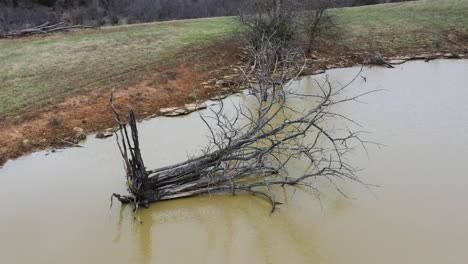 aerial orbit of a fallen dead tree in the middle of a muddy cow field pond