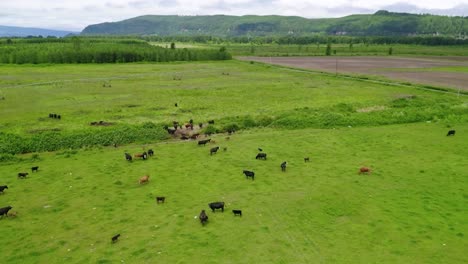 Una-Manada-De-Ganado-Pastando-En-La-Vasta-Pradera-De-Un-Rancho-En-Oregon,-Estados-Unidos