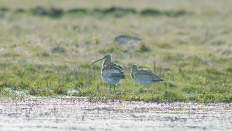 unas pocas aves rizadas descansando cerca de un charco de agua inundado de humedales durante la migración