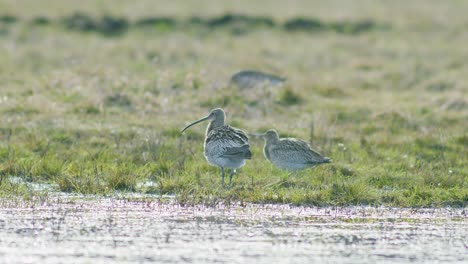 a few curlew birds resting near water puddle flooded wetland during migration