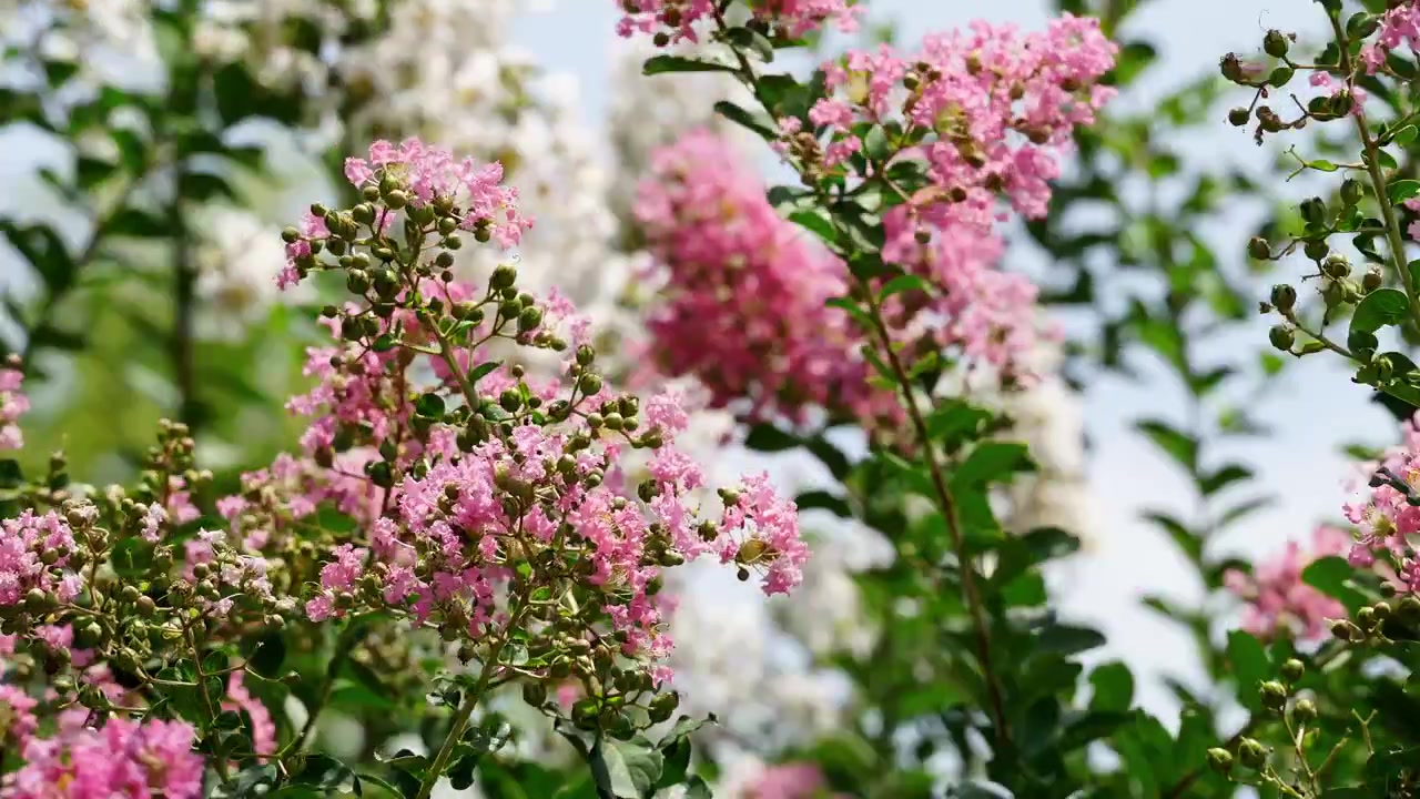 Pink Crape Myrtle Flowers with White Blossoms Blurred in Background (4K)
