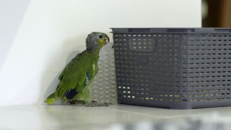 green yellow baby parrot of 2 months facing white wall, showing one wing, besides a basket