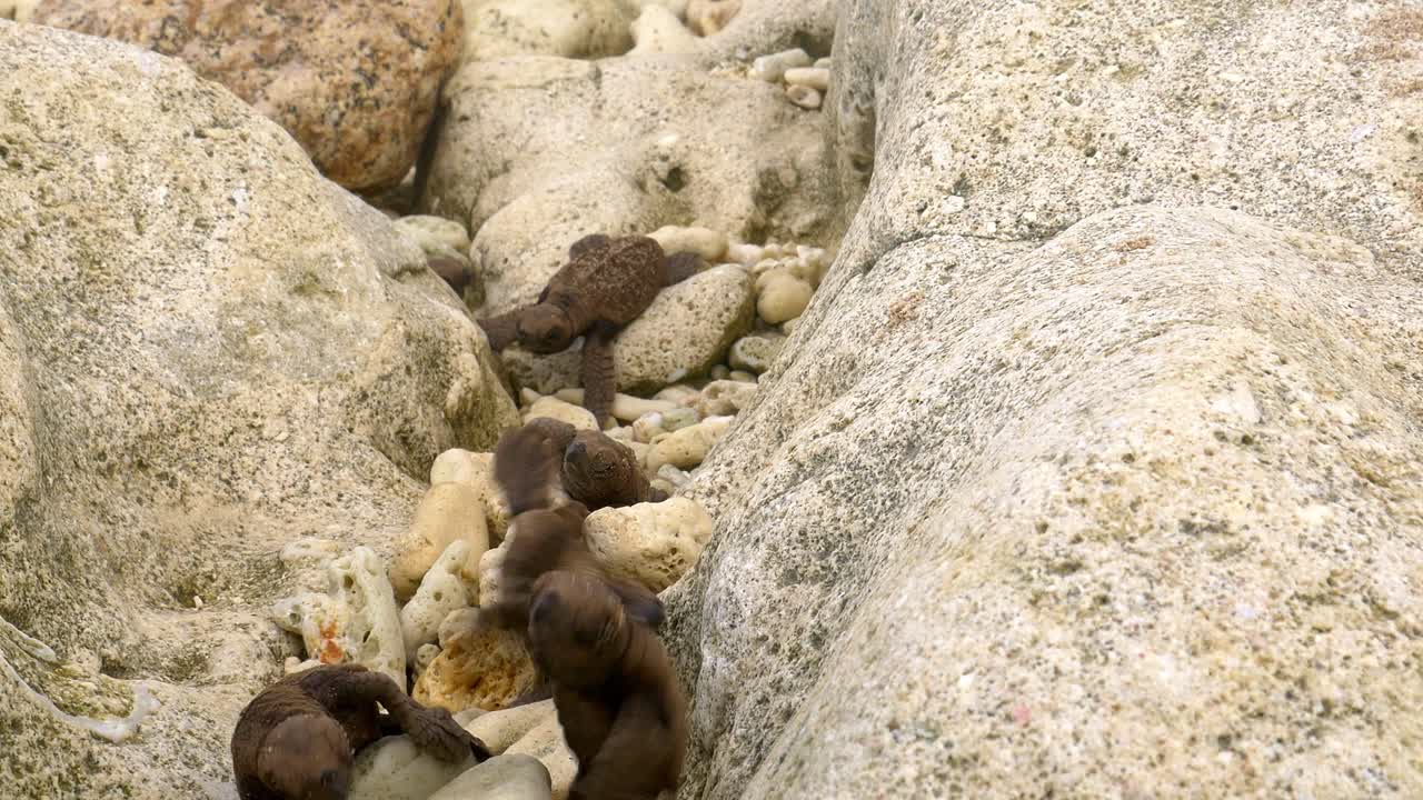 cría de tortuga carey cae en un hueco mientras se arrastra hacia la playa, lo más rápido que puede