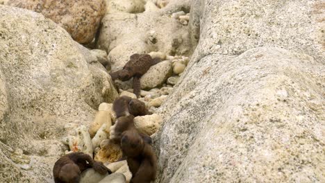 Cría-De-Tortuga-Carey-Cae-En-Un-Hueco-Mientras-Se-Arrastra-Hacia-La-Playa,-Lo-Más-Rápido-Que-Puede