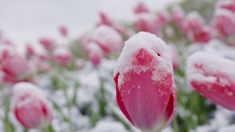 montón de tulipanes rosados congelados cubiertos de escarcha balanceándose con el viento - primer plano extremo