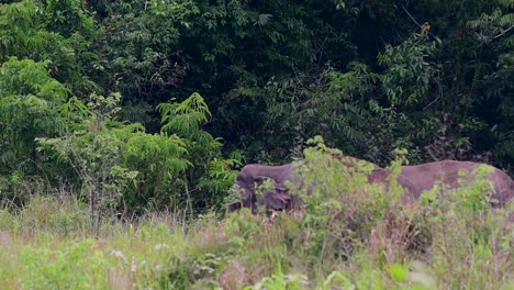 the asiatic elephants are endangered species and they are also residents of thailand