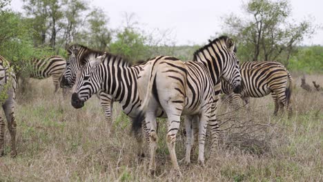 toma panorámica de una manada de cebras pastando en el parque nacional kruger de sudáfrica - 4k