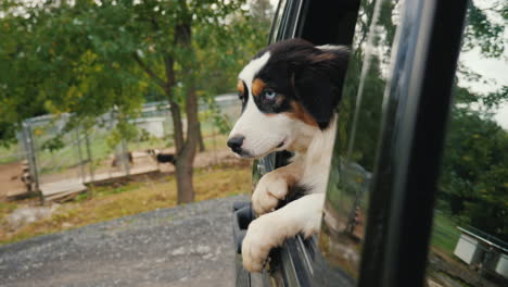 Hund-Verlässt-Tierheim-Im-Auto