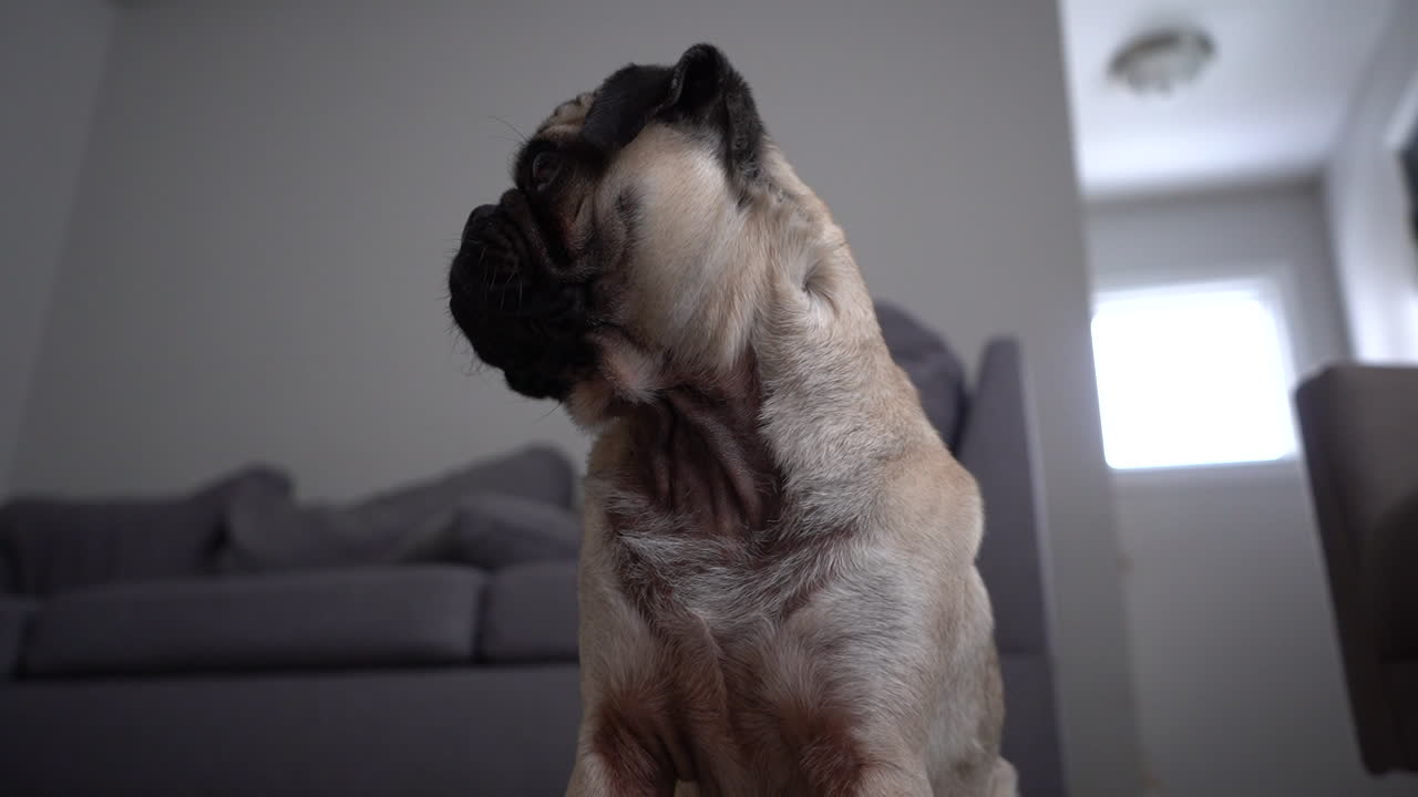 Fawnfarget mops i stue, medium bildeutsnitt