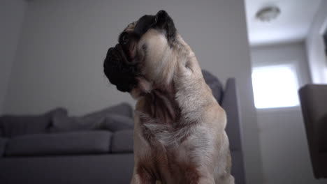 Kitz-Mops-Im-Wohnzimmer-Mittlerer-Schuss