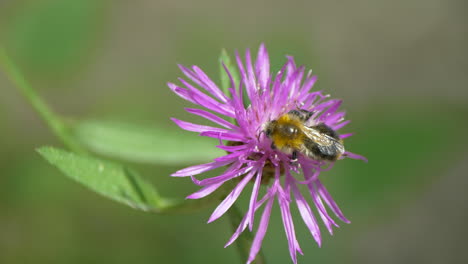 macro shot: bumblebee collecting nectar of beautiful flower in nature