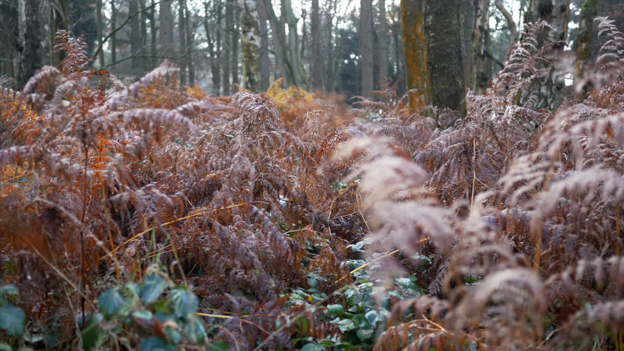 A SLOW MOTION GIMBAL SHOT moving through beautiful colorful fern in the deep forest.