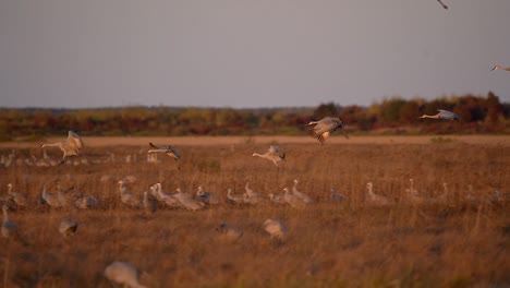 a large group of sandhill cranes flying into the wetlands at sunset to roost for the evening