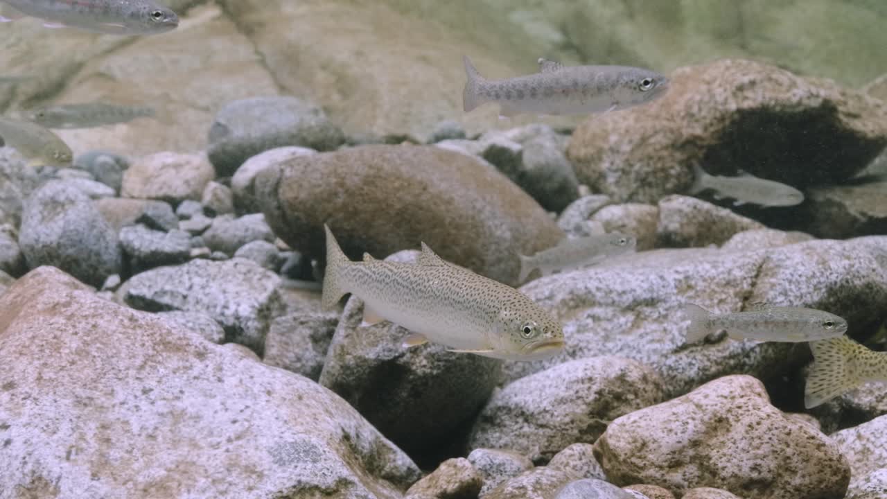 Trota dai tagli alla gola che staziona presso un ruscello poco profondo nel Pacific Northwest in Canada