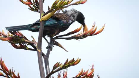 Pájaro-Tui-En-Un-Arbusto-De-Lino-En-La-Isla-Kapiti-Cerca-De-Wellington-Nueva-Zelanda