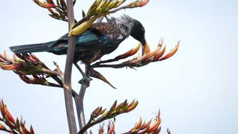 pájaro tui en un arbusto de lino en la isla kapiti cerca de wellington nueva zelanda