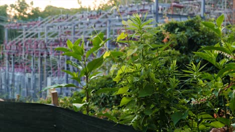 Plantas-Cubiertas-De-Maleza-En-Una-Subestación-Eléctrica