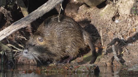 dominant adult male nutria, myocastor coypus, scratching its genital and urinated on burrow entrance marking territory, dive into the water for a quick swim in the swampy environment