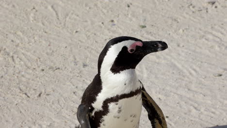 close up of an african penguin on the sand alone, drying and cleaning himself in boulders beach, cape peninsula, south africa