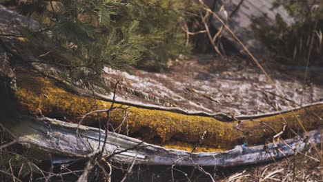 viejo colchón sucio acostado en la naturaleza