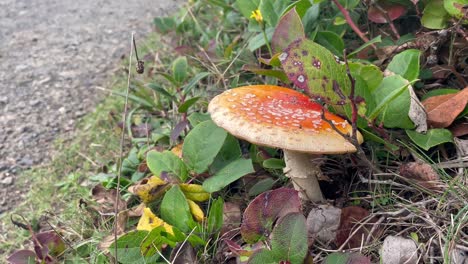 Vista-De-Cerca-Del-Agárico-De-Mosca-Amarillo-Americano-En-El-Bosque-Salvaje