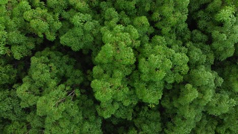 Birdseye-view-from-a-forrest-in-Thailand