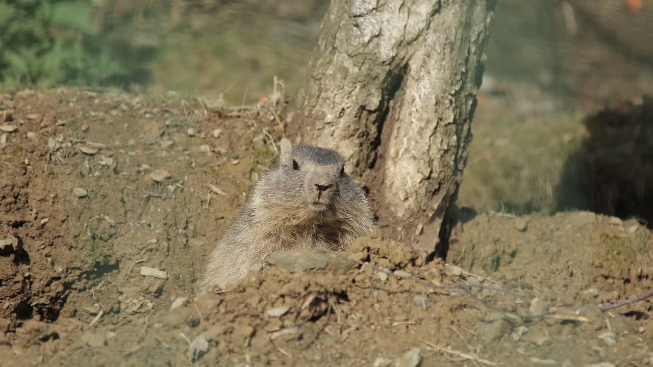 Marmot looking around and sniffing. Rural life
