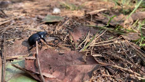 Un-Escarabajo-Negro-Se-Arrastra-Sobre-Follaje-Seco-En-El-Bosque-En-Un-Día-Soleado