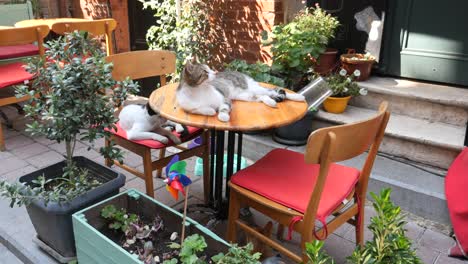 two cats resting on a table at an outdoor cafe