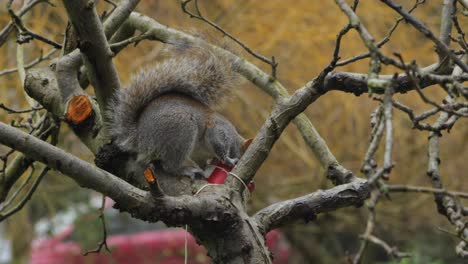 Eichhörnchen,-Das-Auf-Einem-Ast-Sitzt-Und-Aus-Dem-Vogelhäuschen-Frisst,-Springt-Dann-Ab