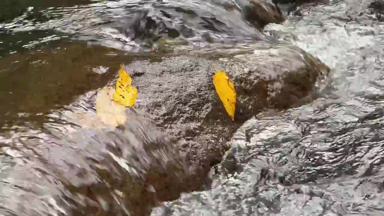 Yellow Leaves Resting on a Rock in a Flowing Stream