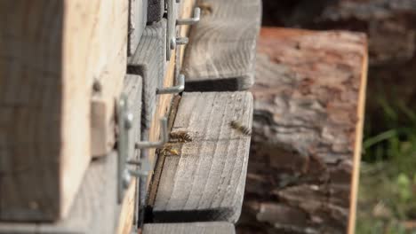 Nahaufnahme-Des-Eingangs-Eines-Bienenstocks-Mit-Bienen,-Die-Den-Bienenstock-Betreten-Und-Verlassen