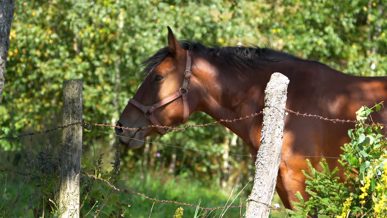 un caballo marrón de pie junto a una valla de alambre de púas en un prado verde, con árboles en el fondo, apareciendo tranquilo y relajado