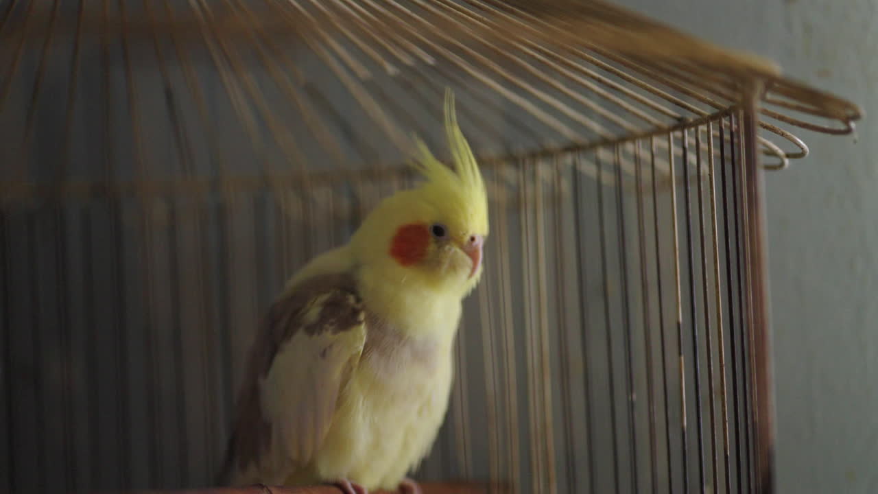 Yellow cockatiel pet bird perched outside wire cage indoors