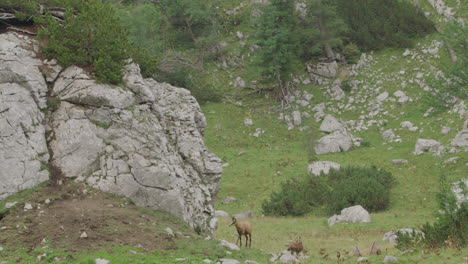 close up of group of chamois and cubs high up in the mountains