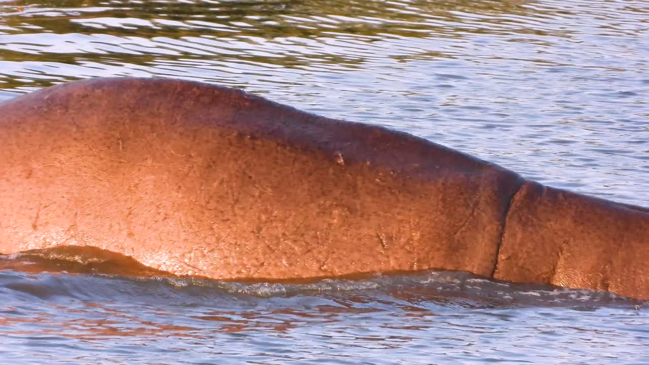 남아프리카 공화국 크루거 국립 공원 (kruger national park) 에서 물에 들어가는 히포포타무스 (hippopotamus) 의 근접 사진, 자연 서식지와 조용한 움직임을 보여줍니다.