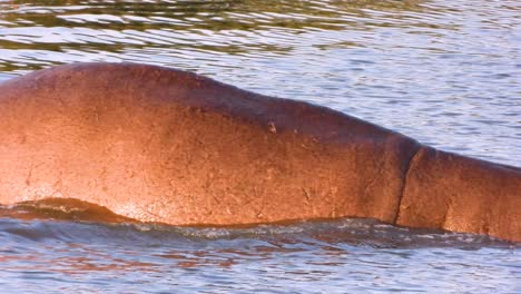 close-up of a hippopotamus entering the water at kruger national park, south africa, showcasing its natural habitat and serene movement