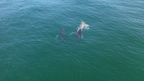 Amazing-drone-shot-of-whales-swimming-to-the-surface-and-blowing-in-the-ocean