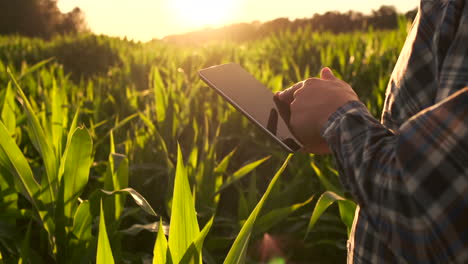 lens flare: a modern farmer with a tablet in his hands inspects corn shoots to analyze the future harvest and product quality. farm management via internet