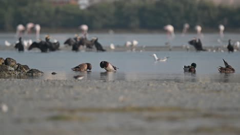 a flock of migratory mallard ducks in the early morning at the back waters of marsh land in bahrain